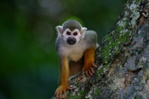 exotic coffee - thanks to Civet monkeys from southeast Asia